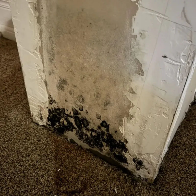 Professional Mold Removal in Pecos County, TX